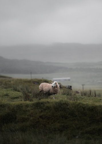 Schafe in Schottland VI