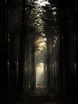 In de stralen van de zon op de bosweg van Jakub Wencek