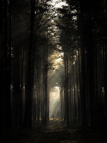 In de stralen van de zon op de bosweg