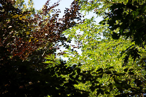 Discover nature in a wooded area in Emsland, Lower Saxony, Germany