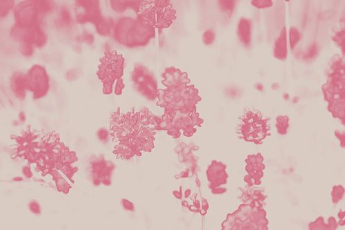 Lavendel in roze en blauw. Retro stijl.