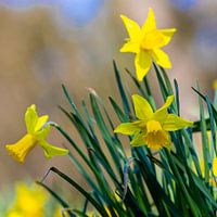 Narcis bloemen brengen de vroege lente