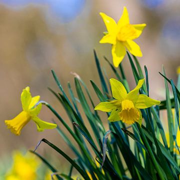 Daffodil flowers bring the early spring by Kim Willems