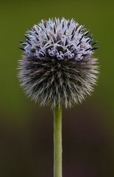 Kugeldistel von Anjo ten Kate