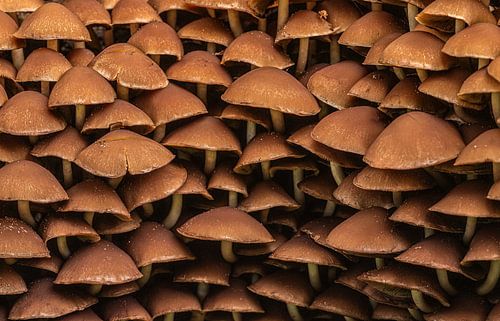 Village de champignons à Warmond !