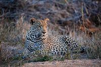 Luipaard in Krugerpark Zuid-Afrika