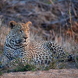 Léopard dans le parc Kruger en Afrique du Sud sur HansKl