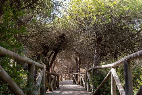 Een houten wandelpad slingert door een mediterraan dennenbos, natuurreservaat, Pinar De La Almadraba, Pinares De Rota, Rota, Cádiz, Andalusië, Spanje