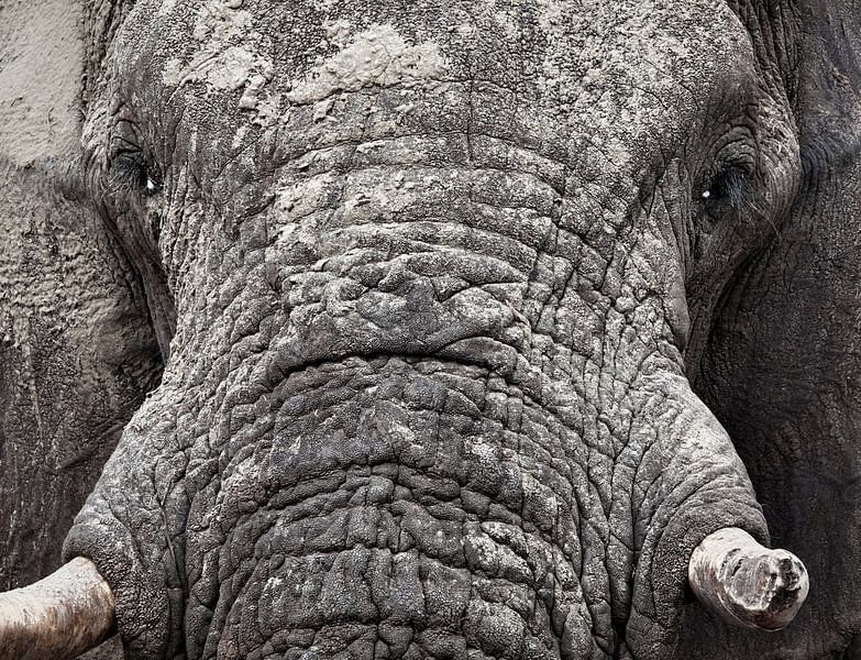 elephant by Ed Dorrestein