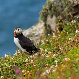 Puffin between the flowers at the edge of a cliff on Skomer Island in Pembrokeshire in Wales United  von Ramon Harkema
