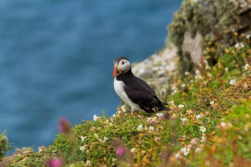 Puffin between the flowers at the edge of a cliff on Skomer Island in Pembrokeshire in Wales United 