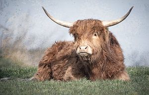 Highlander écossais couché