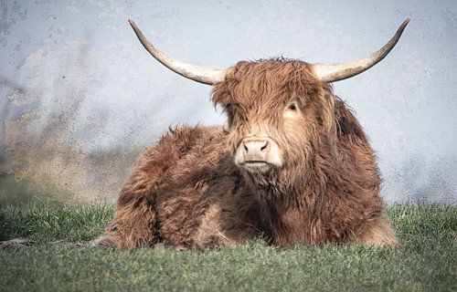 Schotse Hooglander liggend