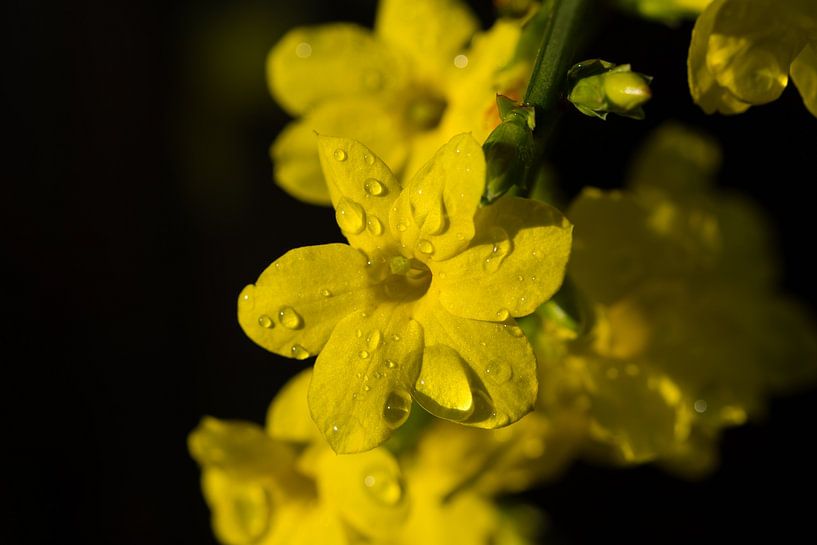 winter jasmine by Timo Kant