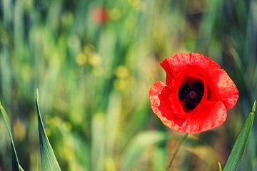 Summer poppey sur Malte Pott