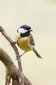 Great tit on a branch by Christa Thieme-Krus