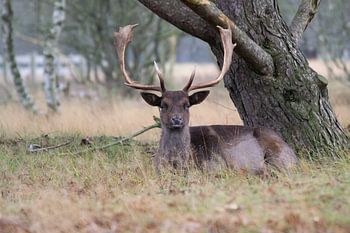 Hirsche schauen dich an