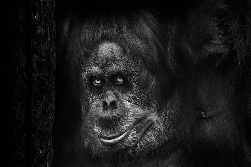 portrait of an orangutan with a scary look like a Bigfoot near a tree, black and white photo, black  by Michael Semenov
