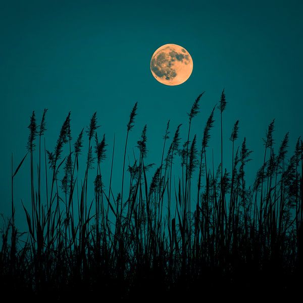 Full moon over grass by Poster Art Shop
