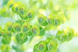 Natural pendulum of spurge milk ( Euphorbia). Diptych.