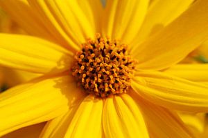 blühender Gelber Sonnenhut, Blume, Deutschland