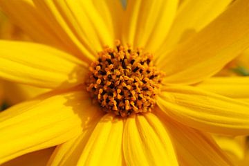 bloeiende gele coneflower, bloem, Duitsland van Torsten Krüger