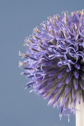 Blauwgrijs - lila: Een halve kogeldistel (Echinops) begint te bloeien