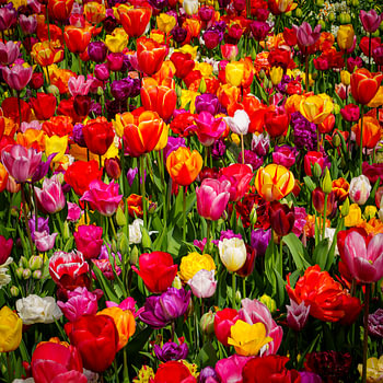 Dutch Symphony – Une mosaïque de tulipes colorées