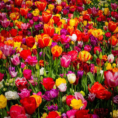 Dutch Symphony – Une mosaïque de tulipes colorées