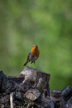 Robin on tree stump by Simone Haneveer