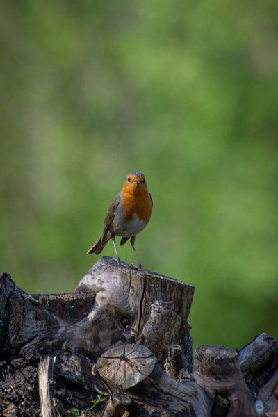 Roodborstje op boomstronk van fotomeisjeuitbrabant
