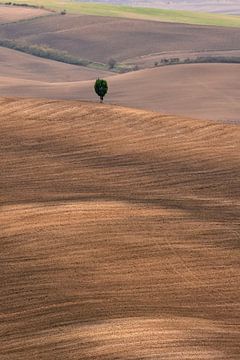 Herbst in der Toskana von Achim Thomae Photography