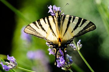 Königlicher Schwalbenschwanz. Schmetterling auf blauer Blume von Martin Stevens