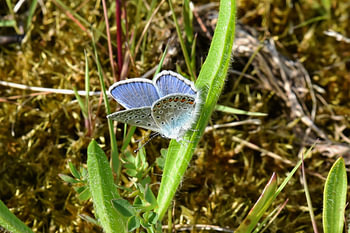 Bleu Icare
