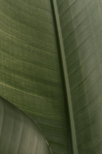 Leaf of a strelitzia | travel photography print