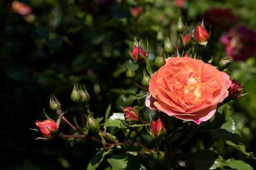 een rode roos met vele knoppen van W J Kok