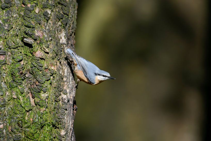 Nuthatch by Merijn Loch