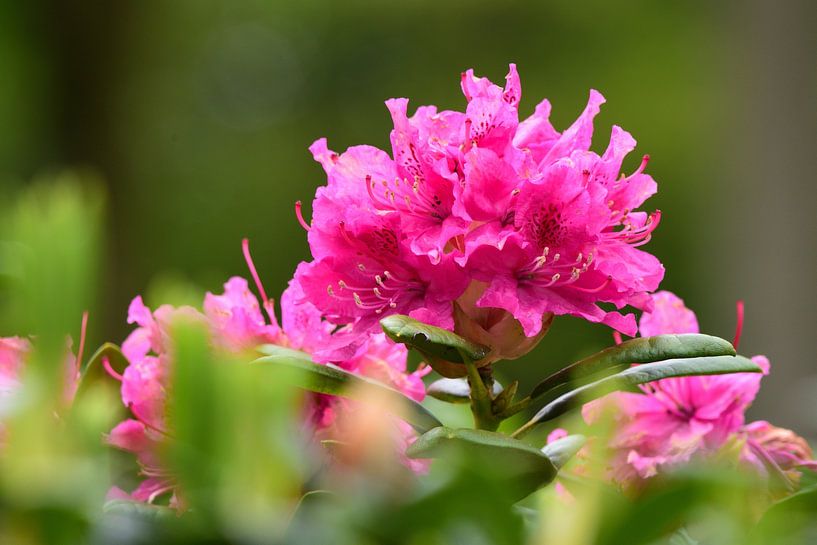 Blüten eines Rhododendrons (liegend) von Gerard de Zwaan