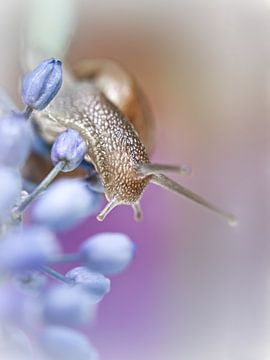 Snail on Grape Hyacinths (2) (bloem, blauwe druifjes, slak) van Bob Daalder