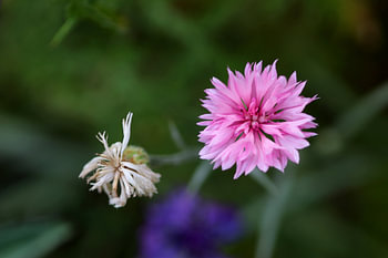 roze korenbloem