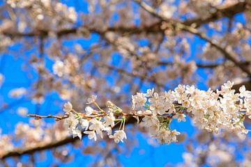 Weiß-rosa Kirschblüte im Frühling von Laura V