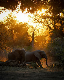 Elephants in the golden light by Tom Zwerver