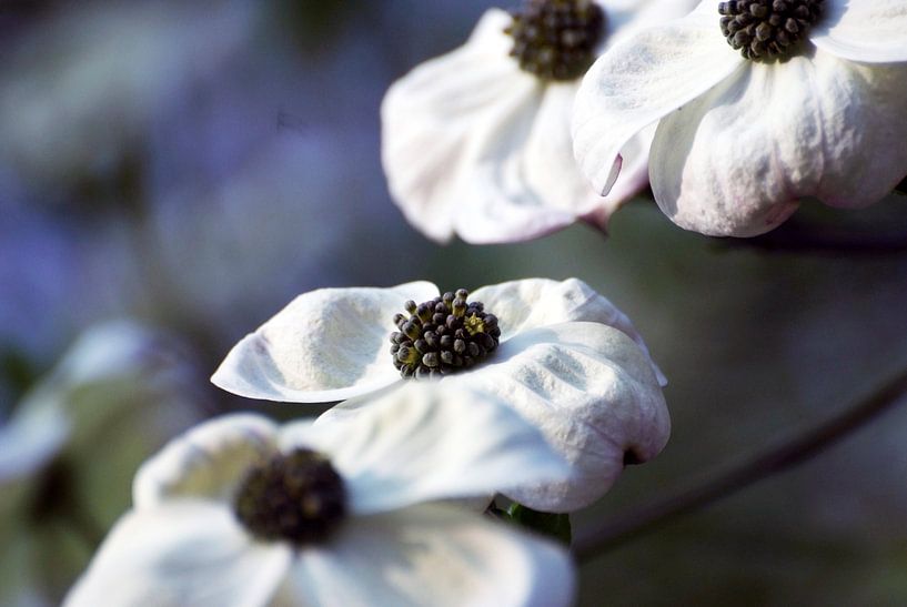 Blume von Hubert van Gestel