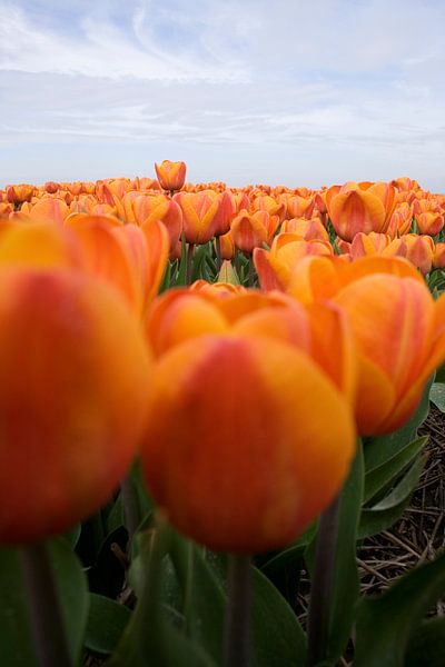 Oranje tulpen van Sandra de Heij