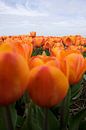 Oranje tulpen van Sandra de Heij thumbnail