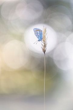 A Common Blue in the spotlight by Bob Daalder