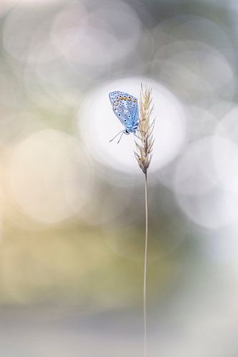 A Common Blue in the spotlight