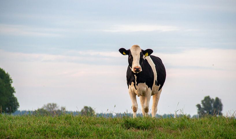 Kuh auf dem Deich in der Overijsseler Landschaft mit Deich von Jacoline van Dijk