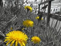 paardenbloemen /dandelions