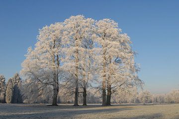 Winterse bomen van Rafael Delaedt